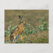 Hare Postkarte (Vorderseite)