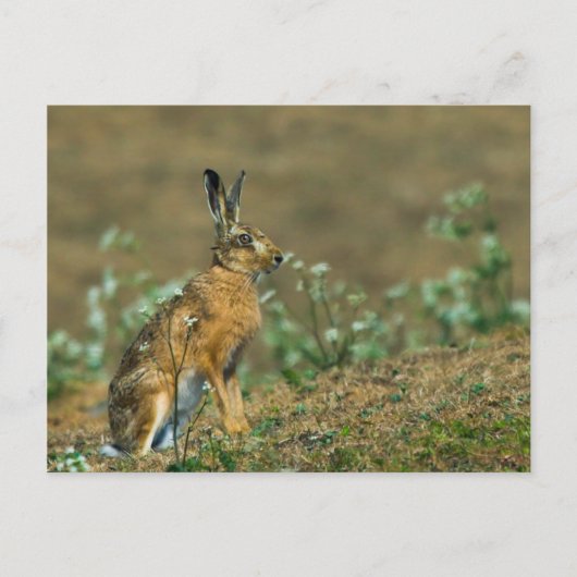 Hare Postkarte (Vorderseite)