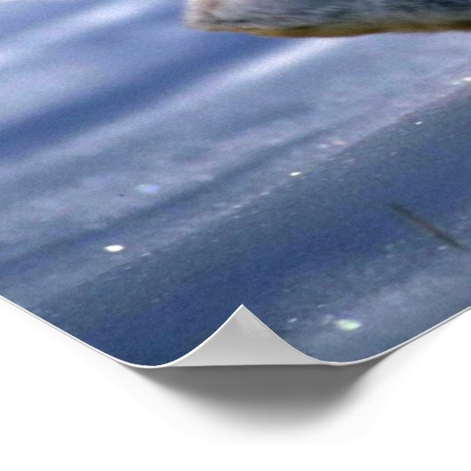 Hare/Schneeschuhhrabbit läuft über offene Poster (Ecke)