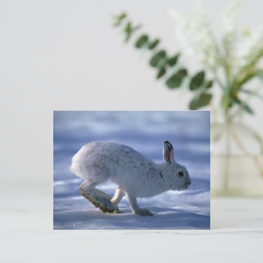 Hare/Schneeschuhhrabbit läuft über offene Postkarte (Stehend Vorderseite)