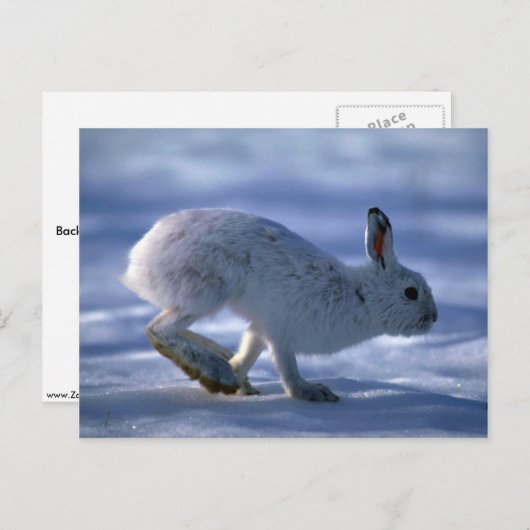 Hare/Schneeschuhhrabbit läuft über offene Postkarte (Vorne/Hinten)