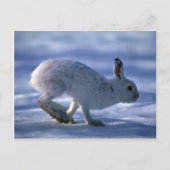 Hare/Schneeschuhhrabbit läuft über offene Postkarte (Vorderseite)