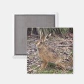 Hare Today, Gone Tomorrow Magnet (Vorderseite/Rückseite)
