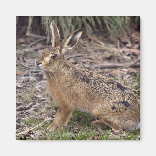 Hare Today, Gone Tomorrow Magnet (Vorne)