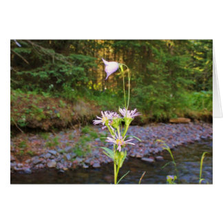 Harebell-u. Wiesen-Aster