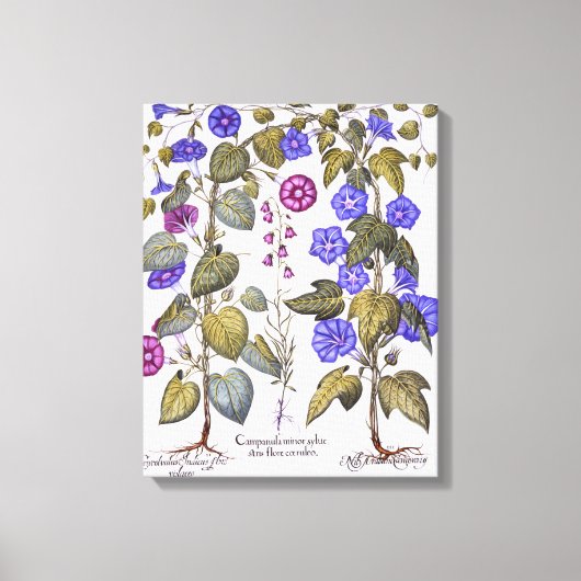 Harebell und Convovulus Leinwanddruck (Vorderseite)