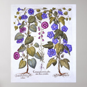Harebell und Convovulus Poster