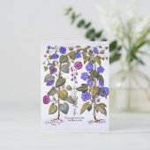 Harebell und Convovulus Postkarte (Stehend Vorderseite)