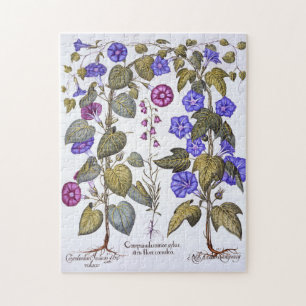 Harebell und Convovulus Puzzle