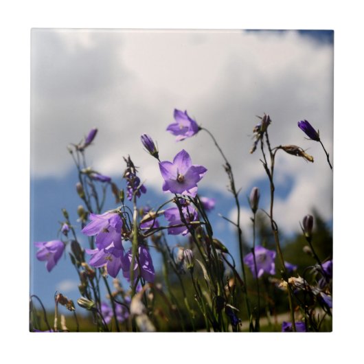 Harebells in der Sandias Fliese (Vorderseite)