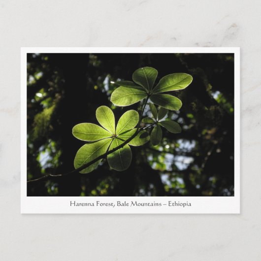 Harenna Forest Ethiopia Postkarte (Vorderseite)