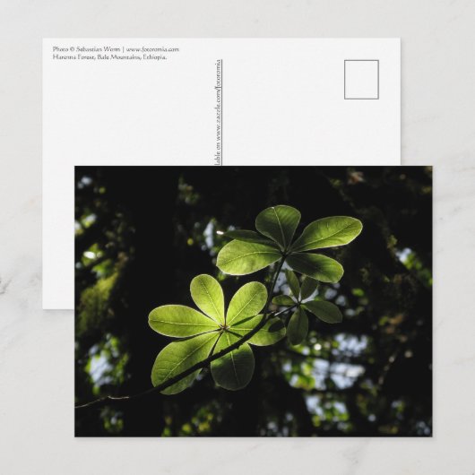 Harenna Forest Ethiopia Postkarte (Vorne/Hinten)