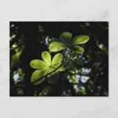 Harenna Forest Ethiopia Postkarte (Vorderseite)