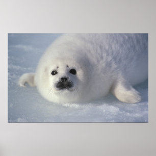 Harfe Siegel Phoca groenlandica) Eine einwöchige H Poster