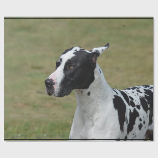 Harlekin-Deutsche Dogge Geschenkpapier (Flach)