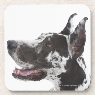 Harlekin-Deutsche Dogge Untersetzer