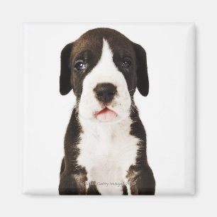Harlekin-Doggewelpe auf weißem Hintergrund Magnet