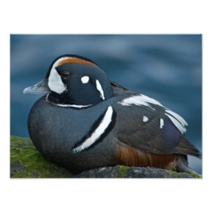 Harlekin-Enten-Foto-Erweiterung Fotodruck