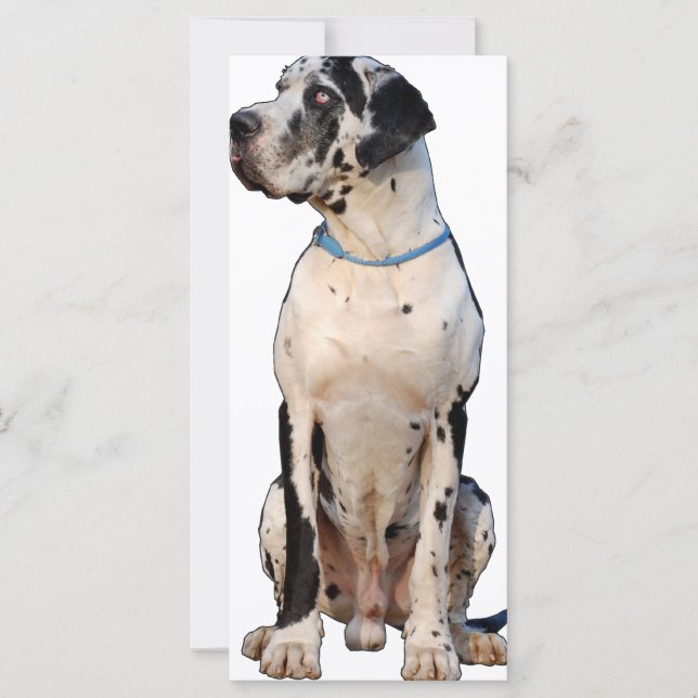 Harlekin Great Dane (Vorderseite)