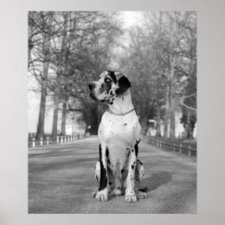 Harlekin Great Dane Poster
