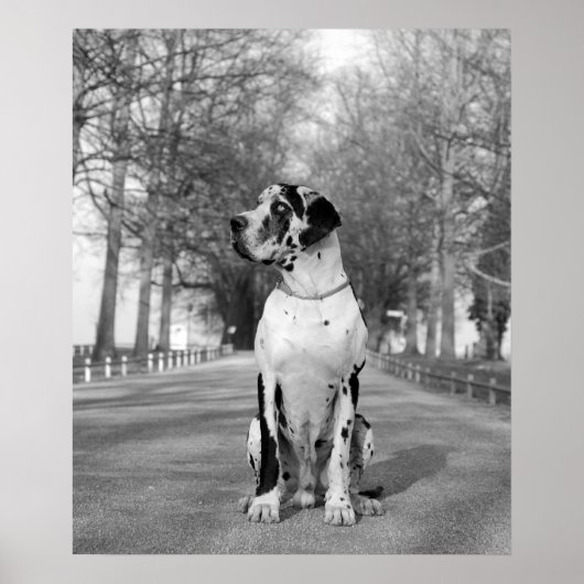 Harlekin Great Dane Poster (Vorne)