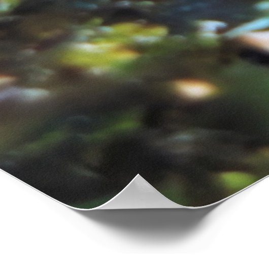 Harlequin Bass Poster (Ecke)