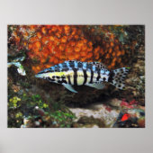 Harlequin Bass Poster (Vorne)