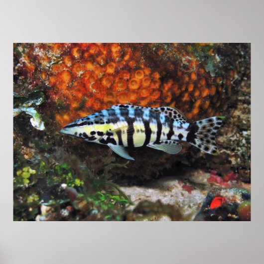 Harlequin Bass Poster (Vorne)