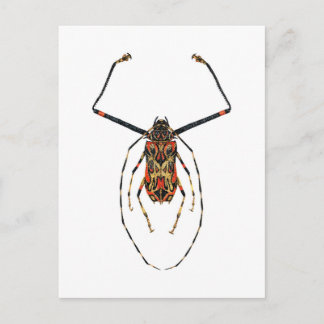 Harlequin Beetle Postkarte
