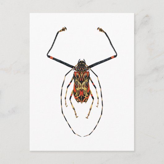 Harlequin Beetle Postkarte (Vorderseite)