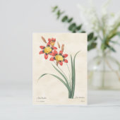 Harlequin Blume Vintag Botanische Illustration Postkarte (Stehend Vorderseite)