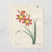 Harlequin Blume Vintag Botanische Illustration Postkarte (Vorne/Hinten)