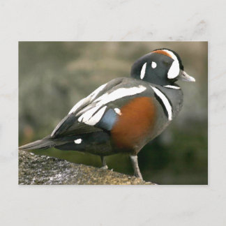 Harlequin Duck (Drake) Postkarte