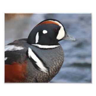 Harlequin Duck Fotodruck