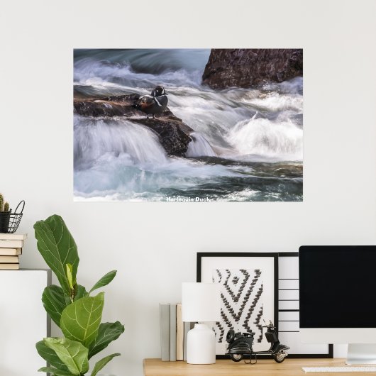 Harlequin Duck Poster (Heimbüro)