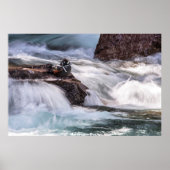 Harlequin Duck Poster (Vorne)