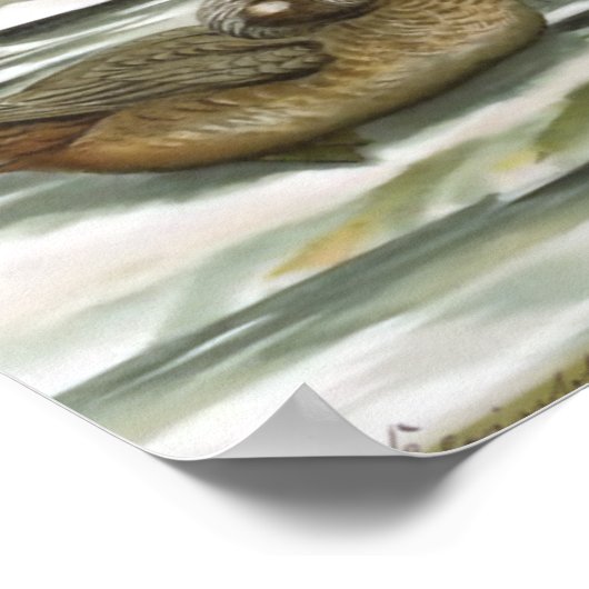 Harlequin Duck Poster (Ecke)