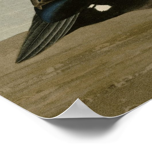 Harlequin Duck Poster (Ecke)