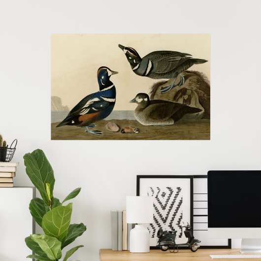 Harlequin Duck Poster (Heimbüro)