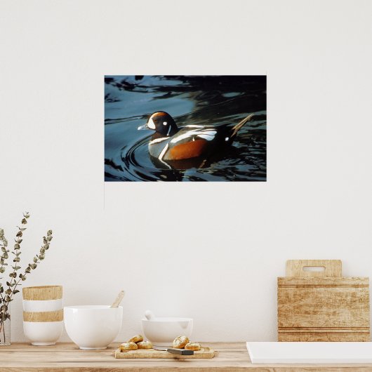 Harlequin Duck Poster (Küche)
