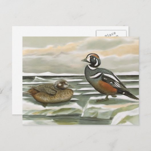 Harlequin Duck Postkarte (Vorne/Hinten)
