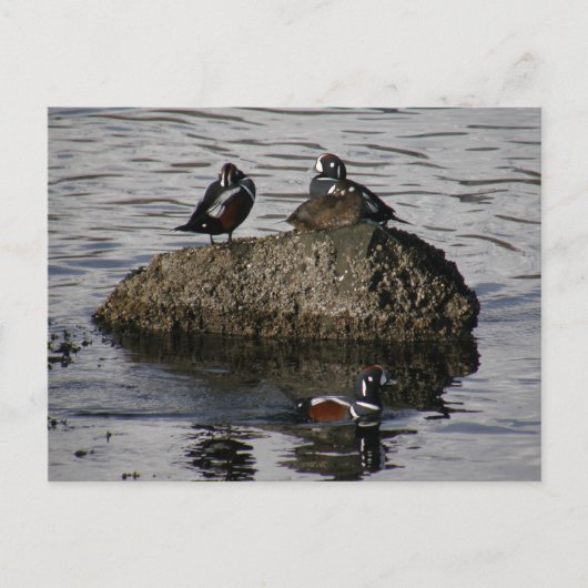 Harlequin Ducks, Insel Unalaska Postkarte (Vorderseite)