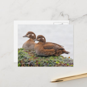 Harlequin Enten auf Algen-bedeckten Felsen Postkarte