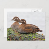 Harlequin Enten auf Algen-bedeckten Felsen Postkarte (Vorne/Hinten)