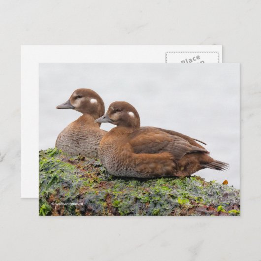 Harlequin Enten auf Algen-bedeckten Felsen Postkarte (Vorne/Hinten)