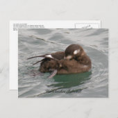 Harlequin Female Duck Preening on Water Postkarte (Vorne/Hinten)