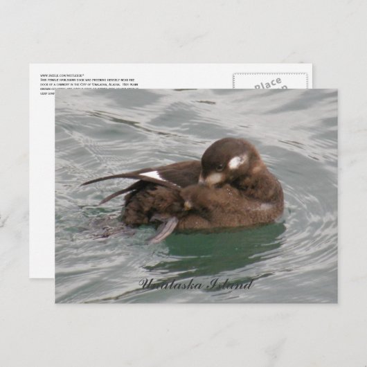Harlequin Female Duck Preening on Water Postkarte (Vorne/Hinten)