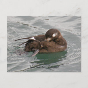 Harlequin Female Duck Preening on Water Postkarte