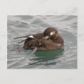 Harlequin Female Duck Preening on Water Postkarte (Vorderseite)