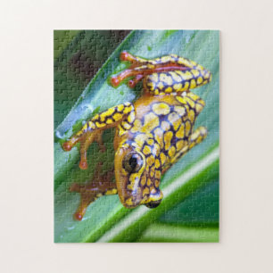 Harlequin Giison Dart Frog Puzzle